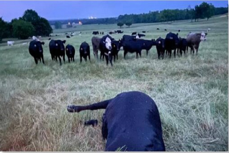 На ферме в США корова погибла от удара молнией